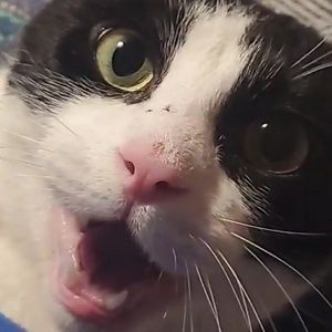 Meet your Posher, Sam